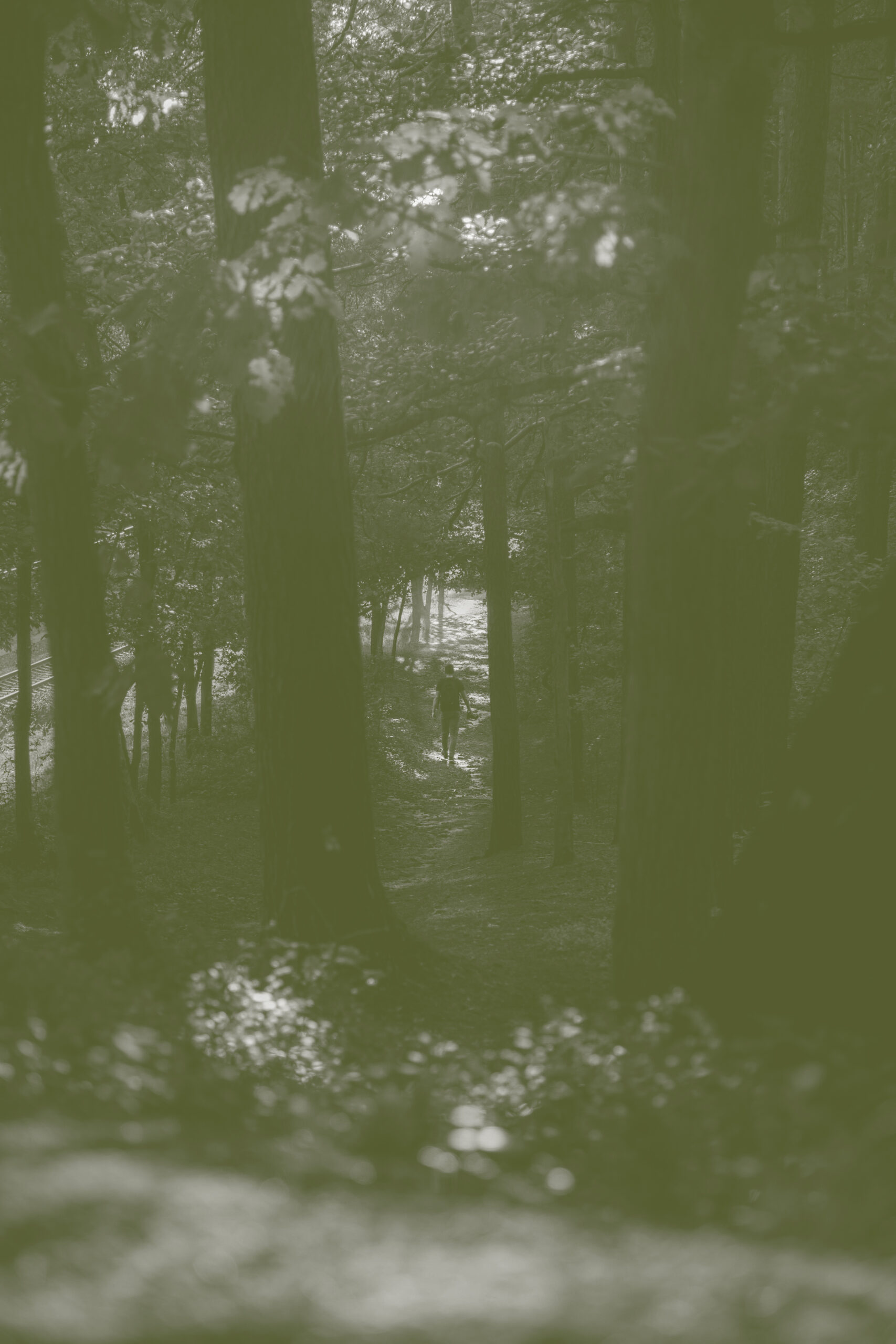 Bain de forêt en nature