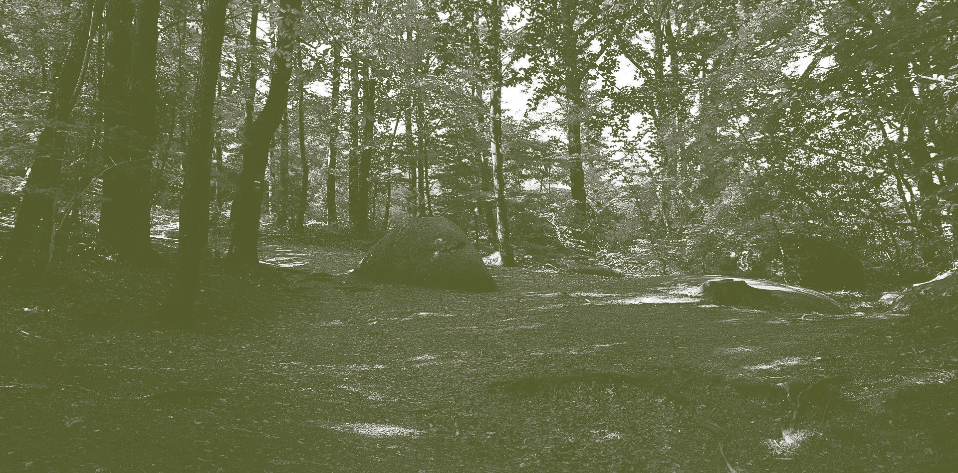 Bain de forêt en nature