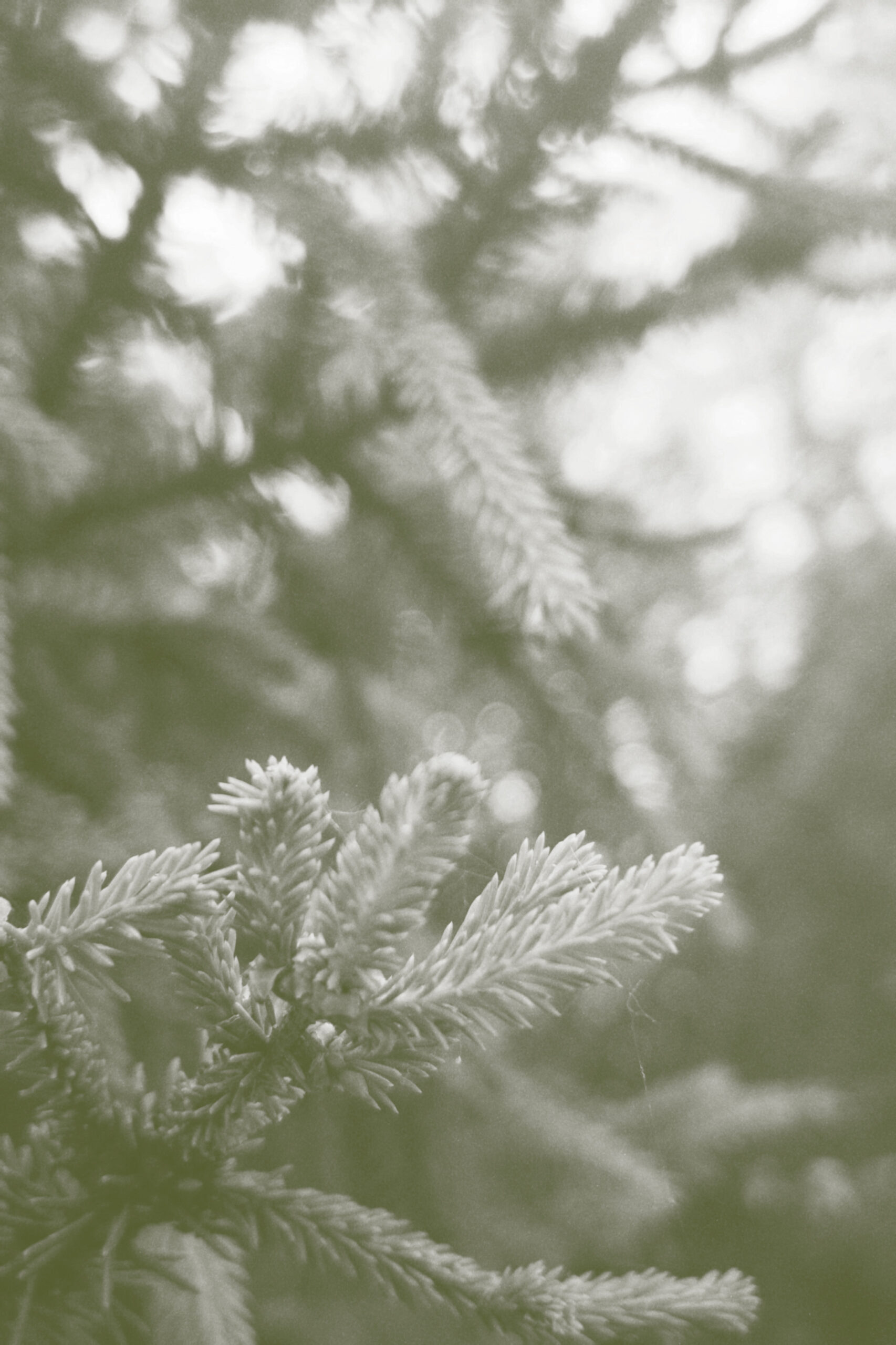 Forêt, sapin pectiné